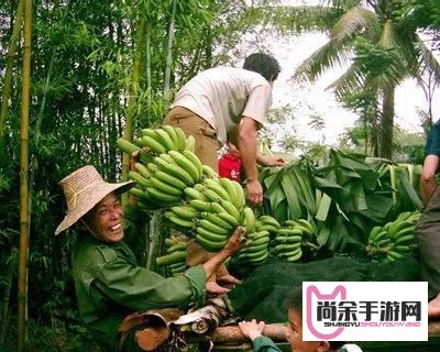 探索果农增收新途径，香蕉91品种种植与市场前景分析